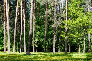 Fototapeta premium Pine forest in May. Sunny day and meadow of dandelions