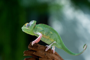 chameleon with blur background, predator