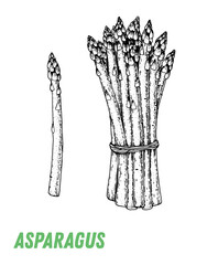 Asparagus sketch. Hand drawn vector illustration. Engraved image. Asparagus vegetable hand drawn sketch.