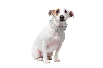 Sad dog in a strict collar