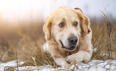 Golden retriever dog lies in the winter field and looking away. Portrait of cute dog with blurred background