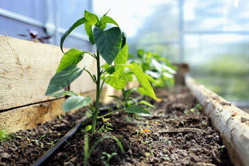 Bed with tomato sprout