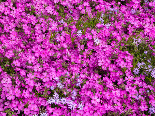 Fototapeta premium Beautiful spring blooming flowers - Pink phlox flowers background