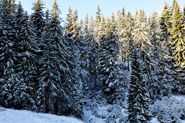 Snow covered trees