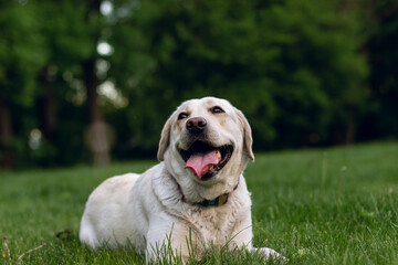 Cute dog  Labrador Retriever lying resting on the grass in summer park