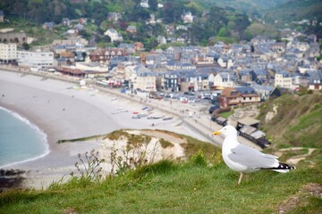 Seagull on the Etretat Cliffs
