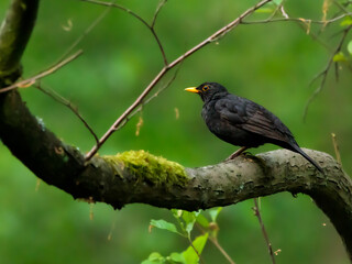 Amsel