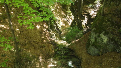 green moss in the forest