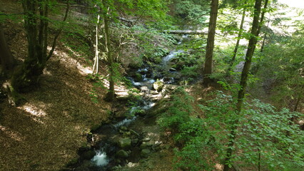 Obraz premium stream in the woods