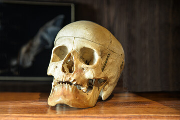 Crâne humain