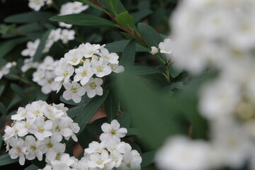 白い花のコデマリ