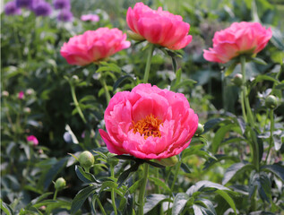 Coral Charm. Peony in the garden. Shot of a peony in bloom works perfectly with the green background. Spring background. Blooming, spring, flora. Flowers photo concept.Greeting cards.