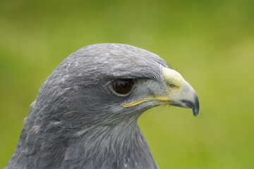Black chested buzzard eagle