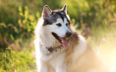 Portrait of Alaskan malamut dog sitting in summer sunbeams in the grass
