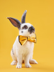 Cute rabbit in a bow on a bright yellow background in a bow. funny animal