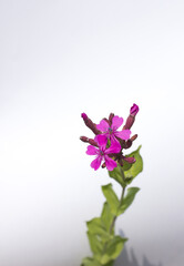 Sweet William catchfly flowers on a white background.