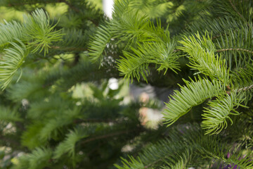 Obraz premium fir tree close up. Green branches of fir tree .
