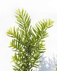 Taxus baccata close up. Green branches of yew tree isolated white background. (Taxus baccata, English yew, European yew).