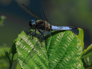 Libelle