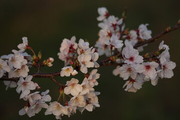 夕日とさくら