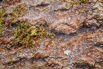 A fragment of the texture of a section of the bark of an aspen tree. Green moss growing on aspen bark.