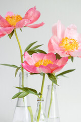 Still life with three pink peony flowers.