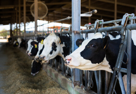 Black and white cows eating hay peeking through stall fence on farm