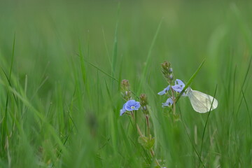 Small white butterfly in nature on a blue blooming wildflower, wood white butterfly