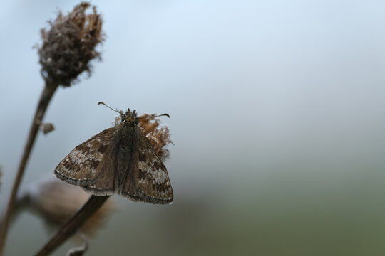 Small brown butterfly on a dry plant in nature close up of a dingy skipper