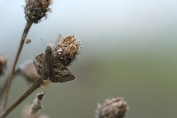Dingy skipper butterfly resting on a dry plant with open wings