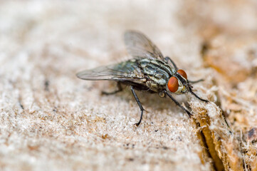 Housefly (Musca Domestica). Fly of the suborder Cyclorrhapha.
