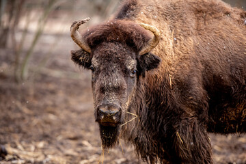 Buffalo on the nature in zoo