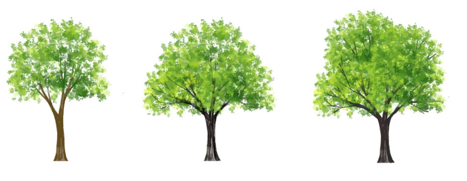  Vector set of tropical green tree side view isolated on white background for landscape and architecture drawing, elements for environment and garden