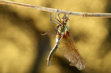 young dragonfly on a stick