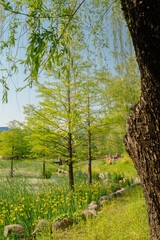 Spring of Boramae park in Seoul, Korea