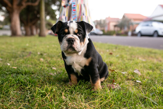 Puppy Bulldog pet sitting in park in city