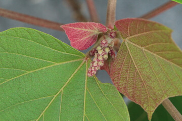 アカメガシワの毛で覆われた若葉と蕾、成長した緑の葉のアップ