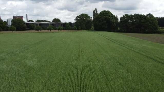 Weizenfeld im Wind 