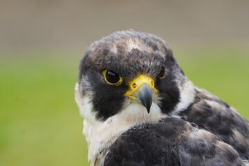 Peregrine falcon