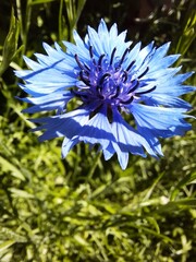 Blaue Kornblumen Bl&uuml;te