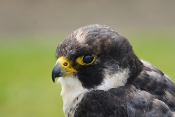 Fototapeta premium Peregrine falcon