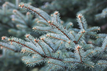 Blue spruce background. Coniferous tree. Nature, Christmas, New Year, seasonal concept. Selective focus.