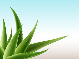 Realistic aloe vera medicinal plant and its sections with fresh drops of water in 3D. Isolated vector illustration - obrazy, fototapety, plakaty