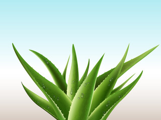 Realistic aloe vera medicinal plant and its sections with fresh drops of water in 3D. Isolated vector illustration
