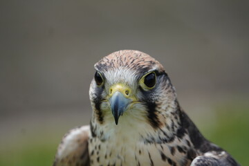 Lanner falcon
