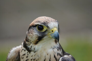 Lanner falcon