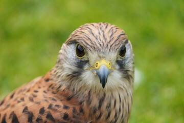 American kestrel