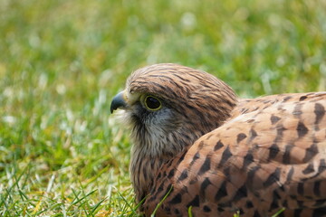 American kestrel