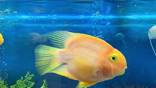 Blood parrot cichlid fish swimming in aquarium. Heart parrot or Taiwan hybrid fish swims in fishtank