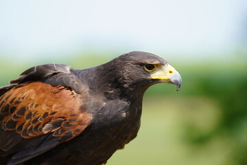 Harris's hawk